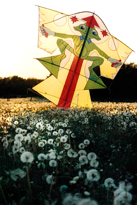 Kikkervlieger in 'blaasbloemen' veld